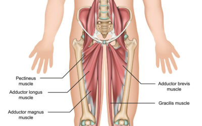 Adduktoren Schmerzen gehen nicht weg? Diese Übungen helfen sofort!