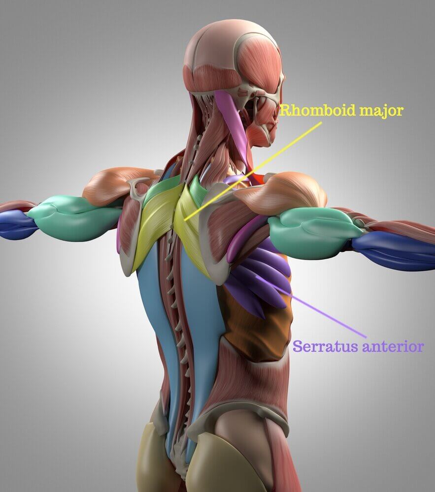 Bild: Anatomy Image/Shutterstock.com