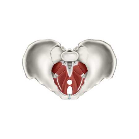 3d,Medical,Illustration,For,Explanation,Pelvic,Floor,Muscles