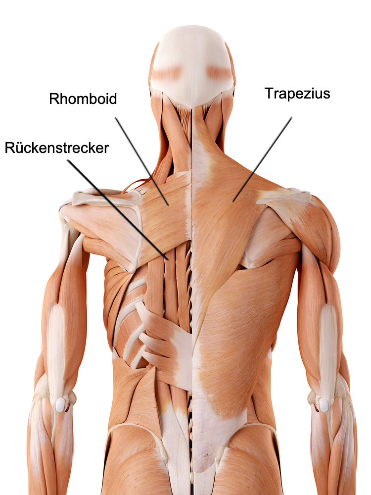Anatomisches Bild, das Muskeln zwischen Schulterblättern zeigt